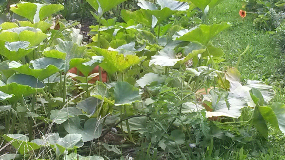 epouvantail 2017 08 16 4