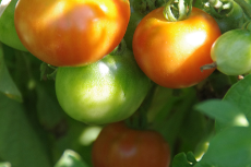 legumes fruits tomates