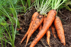 racines carottes