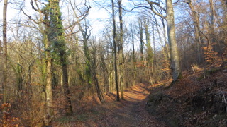 foret 02
