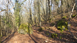 foret 03