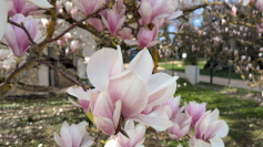 Printemps au jardin partagé